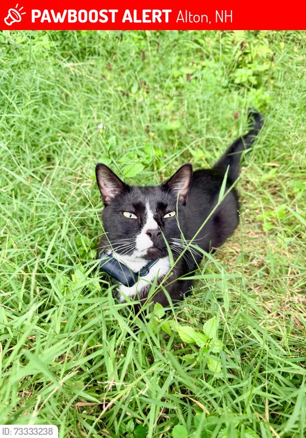 Lost Male Cat last seen Sunriver Campground, Alton, NH 03809