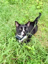 Lost Male Cat last seen Sunriver Campground, Alton, NH 03809
