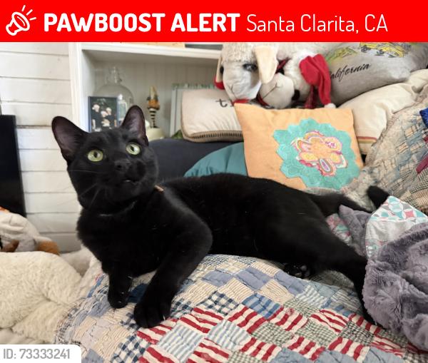 Lost Male Cat last seen Florabunda, Santa Clarita, CA 91387