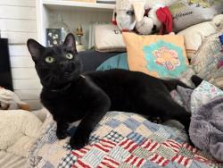 Lost Male Cat last seen Florabunda, Santa Clarita, CA 91387