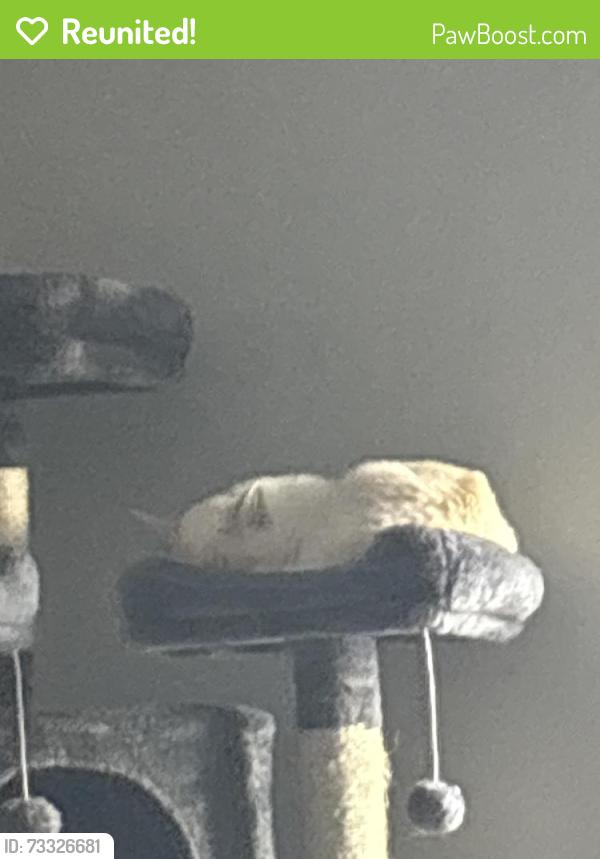 Reunited Male Cat last seen Brown Thrush Park, Wichita, KS 67212