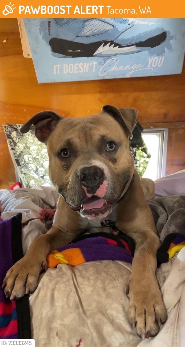 Found/Stray Male Dog last seen Portland avenue, Tacoma, WA 98404