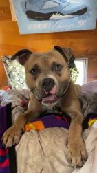 Found/Stray Male Dog last seen Portland avenue, Tacoma, WA 98404