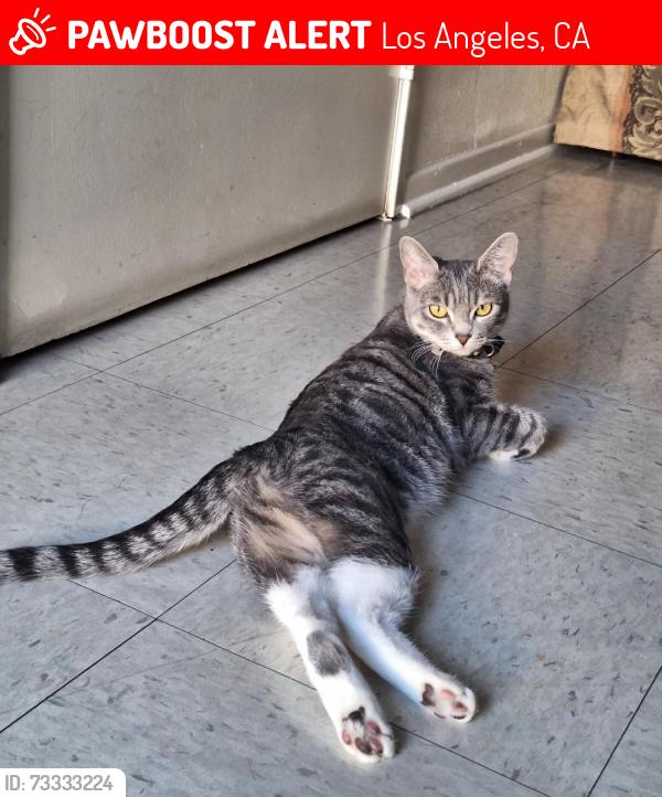 Lost Female Cat last seen Maple & 27th, Los Angeles, CA 90011