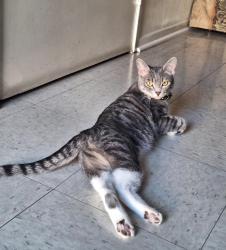 Lost Female Cat last seen Maple & 27th, Los Angeles, CA 90011