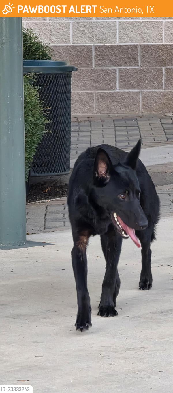 Found/Stray Female Dog last seen Weybridge & Terra Oak, San Antonio, TX 78250