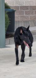 Found/Stray Female Dog last seen Weybridge & Terra Oak, San Antonio, TX 78250