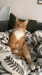 Reunited Female Cat last seen Canyon Lane towards Eastern Pearl, Portland, OR 97225