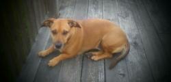 Lost Female Dog last seen Porter Road/Snuggs Road/Hwy 52 area, Stanly County, NC 28128