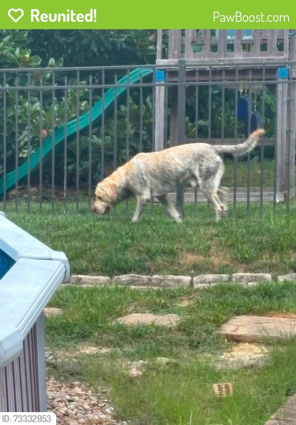 Reunited Male Dog last seen Villa Gra way, Fenton, MO 63026