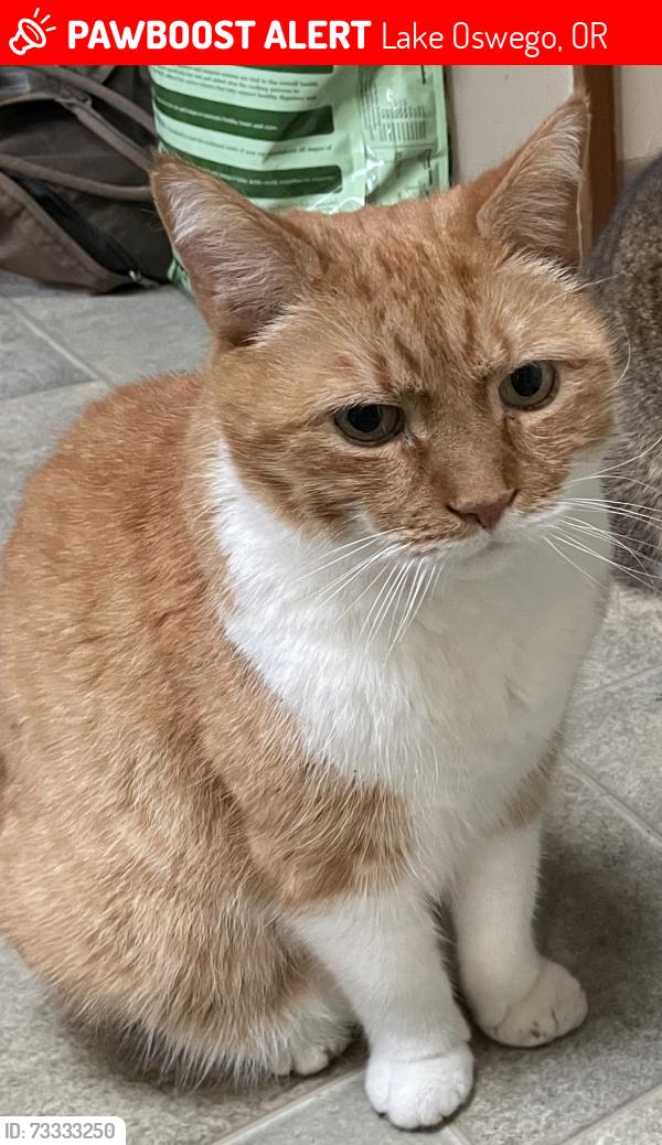 Lost Male Cat last seen Freepons Park, Lake Oswego, OR 97034