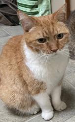 Lost Male Cat last seen Freepons Park, Lake Oswego, OR 97034