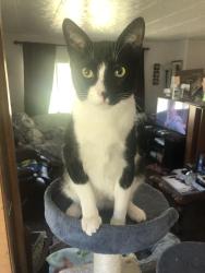 Lost Male Cat last seen My home, Eatonville, WA 98328