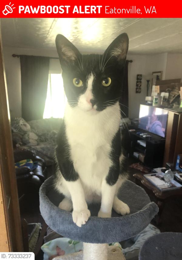 Lost Male Cat last seen My home, Eatonville, WA 98328