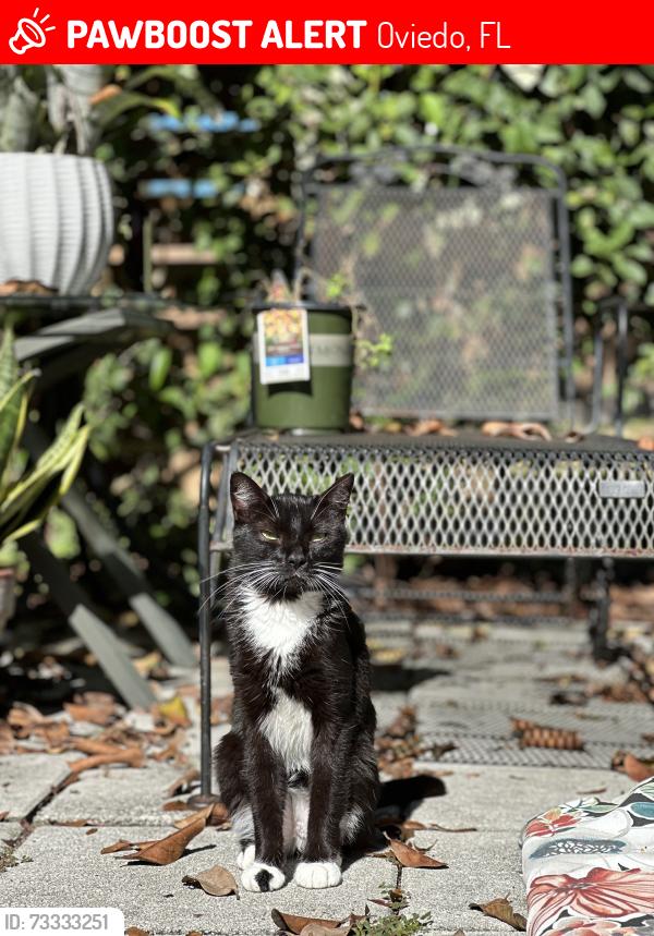 Lost Male Cat last seen Fern Street and Oak Street, Oviedo, FL 32765