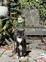 Lost Male Cat last seen Fern Street and Oak Street, Oviedo, FL 32765