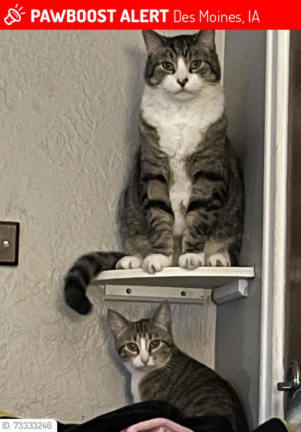 Lost Unknown Cat last seen Twana Drive and Lower Beaver, Des Moines, IA 50310