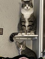Lost Unknown Cat last seen Twana Drive and Lower Beaver, Des Moines, IA 50310