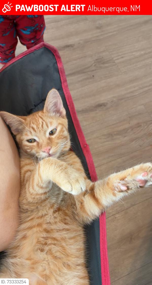 Lost Male Cat last seen Near el mezquite, Albuquerque, NM 87121