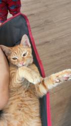 Lost Male Cat last seen Near el mezquite, Albuquerque, NM 87121