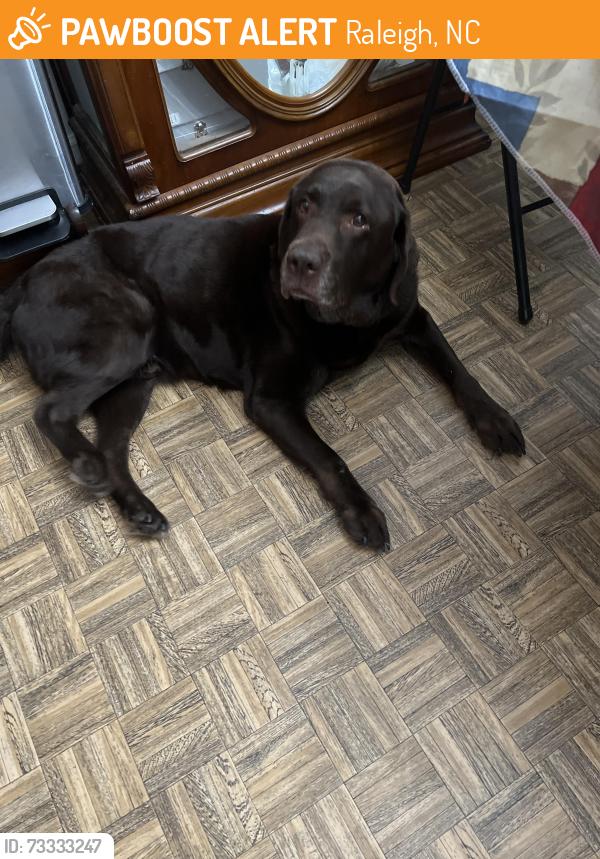 Found/Stray Male Dog last seen Found on Lynn rd Raleigh, Raleigh, NC 27613