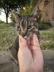 Reunited Unknown Cat last seen Near Owens Park, Richardson, TX 75083