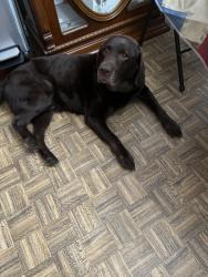 Found/Stray Male Dog last seen Found on Lynn rd Raleigh, Raleigh, NC 27613