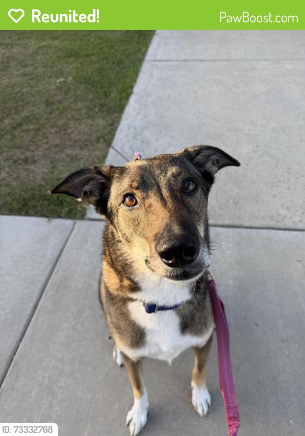 Reunited Male Dog last seen Fifth and patterson, Oxnard, CA 93035