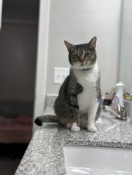 Reunited Female Cat last seen Ahora Ln, Tolleson, AZ 85353