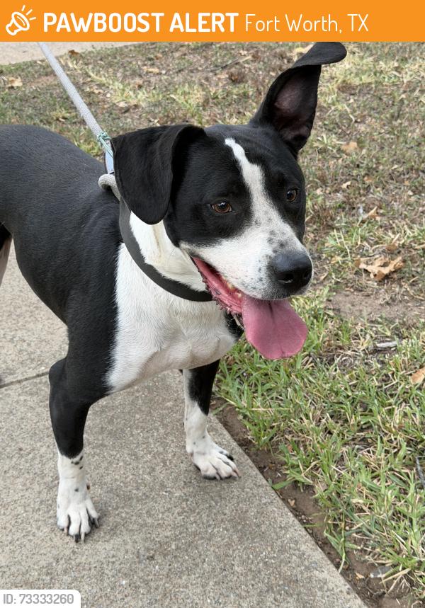 Found/Stray Male Dog last seen Sylvania and Marigold, Fort Worth, TX 76111