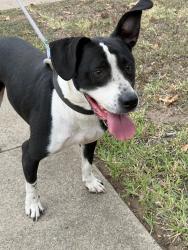 Found/Stray Male Dog last seen Sylvania and Marigold, Fort Worth, TX 76111