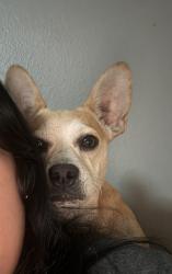 Lost Male Dog last seen phillips and campus, Ontario, CA 91761