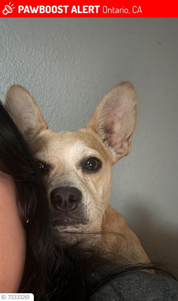 Lost Male Dog last seen phillips and campus, Ontario, CA 91761