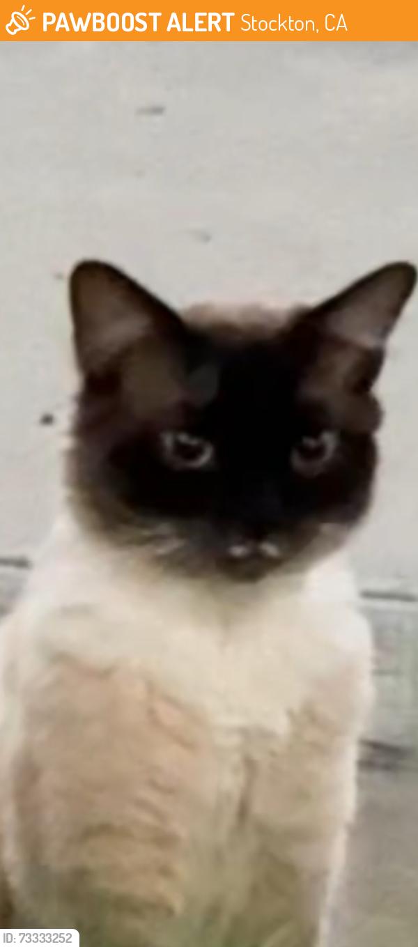 Found/Stray Male Cat last seen Peja and Fred Russo Dr. Stockton CA, Stockton, CA 95212