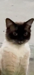 Found/Stray Male Cat last seen Peja and Fred Russo Dr. Stockton CA, Stockton, CA 95212