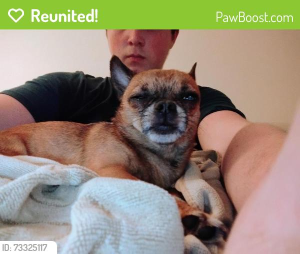 Reunited Male Dog last seen Lachine close to 1 avenue, Montreal, QC 