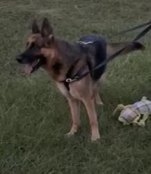 Lost Female Dog last seen Near 188th Trail North, Loxahatchee, FL 33470
