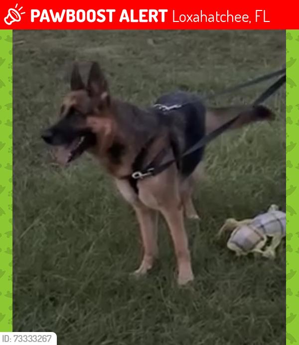 Lost Female Dog last seen Near 188th Trail North, Loxahatchee, FL 33470