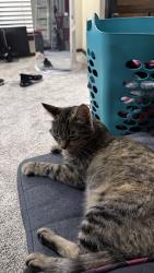 Lost Female Cat last seen Council and expressway, Oklahoma City, OK 73132
