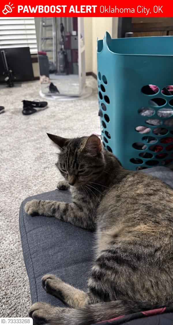 Lost Female Cat last seen Council and expressway, Oklahoma City, OK 73132