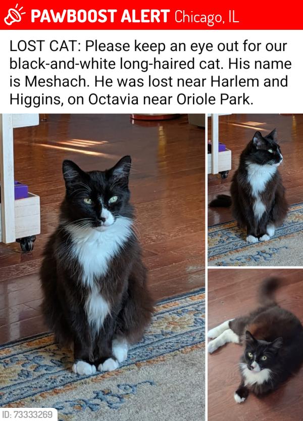 Lost Male Cat last seen Harlem and Higgins, Oriole Park neighborhood, Chicago, IL 60656