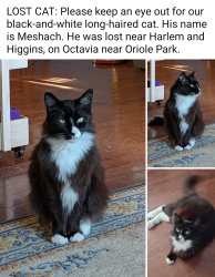 Lost Male Cat last seen Harlem and Higgins, Oriole Park neighborhood, Chicago, IL 60656