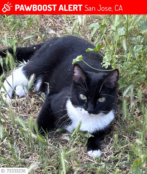 Lost Female Cat last seen Near Almaden Quicksilver Hacienda Park, San Jose, CA 95120