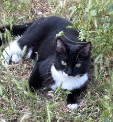 Lost Female Cat last seen Near Almaden Quicksilver Hacienda Park, San Jose, CA 95120