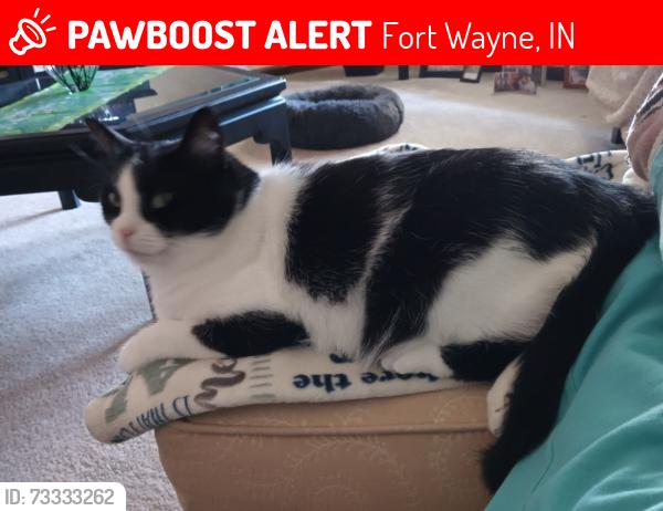 Lost Female Cat last seen Tesla Run Drive & Reckeweg Road, Fort Wayne, IN, Fort Wayne, IN 46804