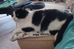 Lost Female Cat last seen Tesla Run Drive & Reckeweg Road, Fort Wayne, IN, Fort Wayne, IN 46804