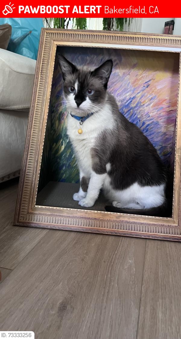 Lost Male Cat last seen Harris and Stine near Bill L Williams Elementary, Bakersfield, CA 93313