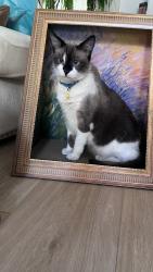 Lost Male Cat last seen Harris and Stine near Bill L Williams Elementary, Bakersfield, CA 93313
