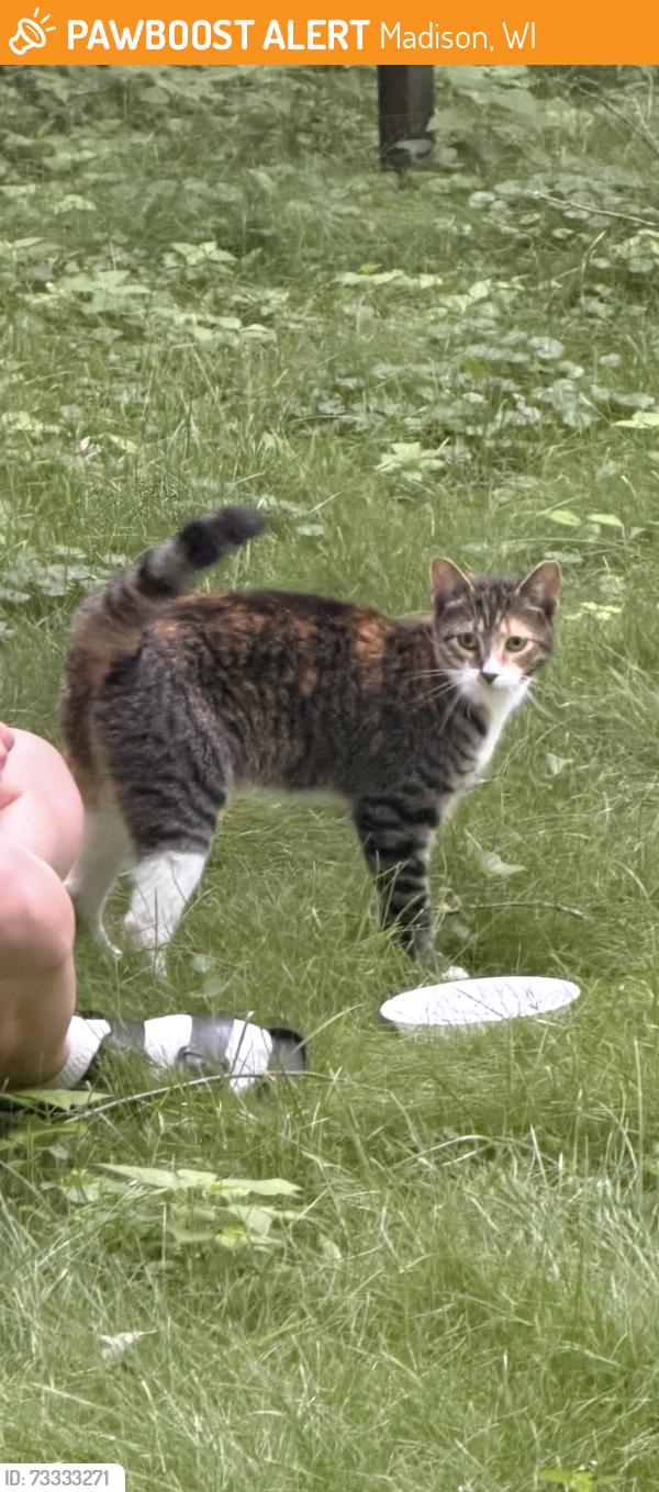Found/Stray Female Cat last seen Hoard St & N 7th St, Madison, WI 53704