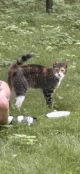 Found/Stray Female Cat last seen Hoard St & N 7th St, Madison, WI 53704